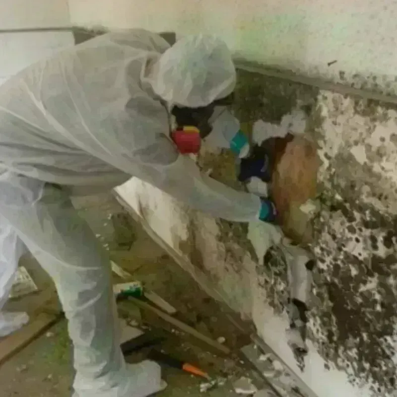 Best Mold Remediation and Removal Service in Montvale, NJ